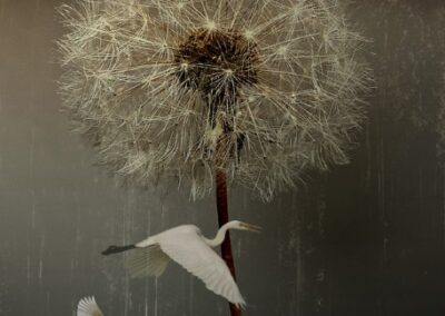 Dandelion Dreaming, Benedicte Gilone