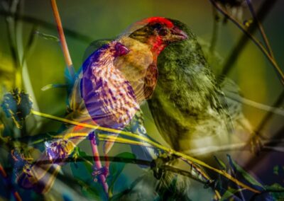 House Finches, Daniel Lee