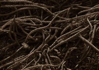 Snake Nest, Raymond LaBelle