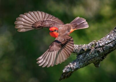 Vermillion Flycatcher, Larry Goodman