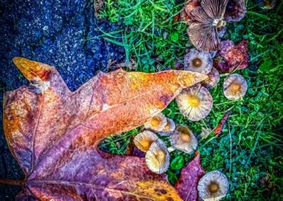 Mushrooms, Daniel Lee