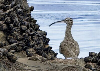 Curlew Examing Clams, Mark Brenner