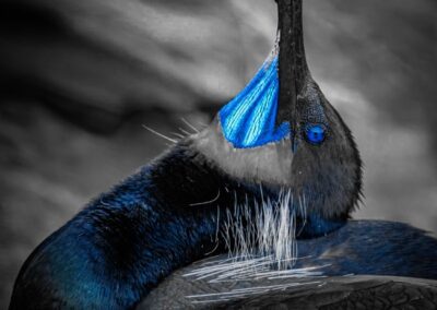 Brandt's Cormorant, Daniel Lee