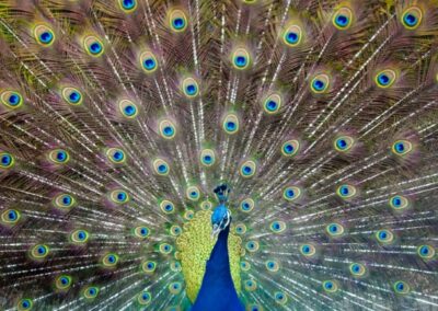 Blue Eyes, Russ Lazar