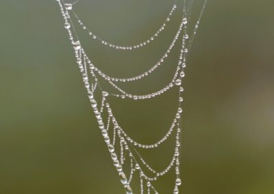 Nature's Pearl Necklace, Raymond LaBelle