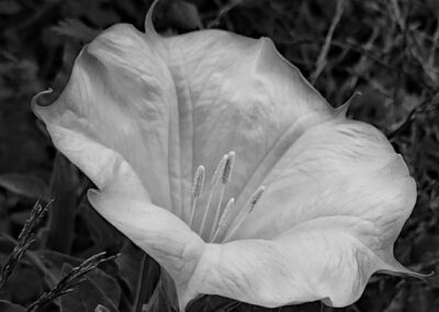 Desert Bloom, Mike Bray