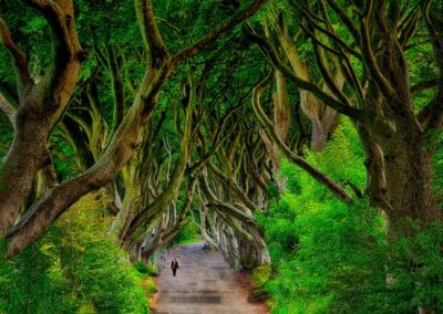 Dark Hedges In Northern Ireland, Mark Brenner