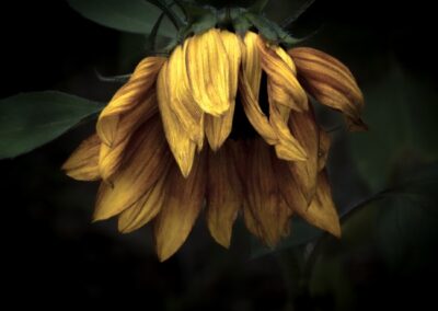 Wilting Away, Russ Lazar