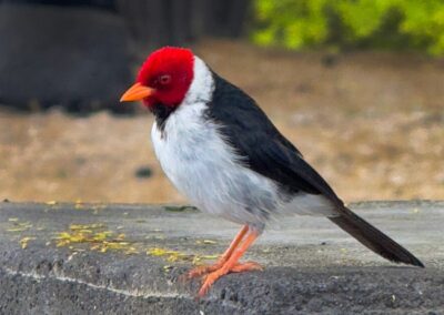 Red-Crested Cardinal, Mark Brenner