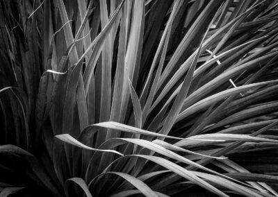 Symphony of Lines, Russ Lazar